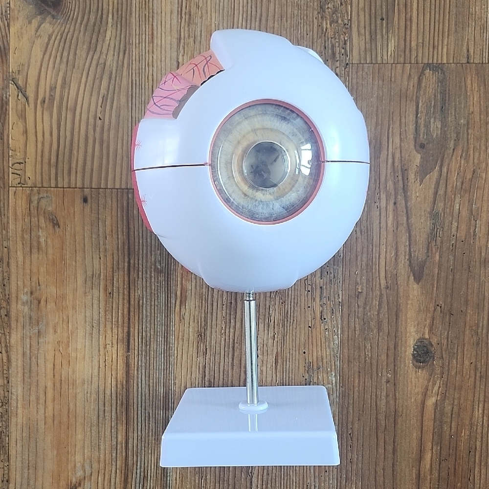 Anatomical Eye Model with Stand